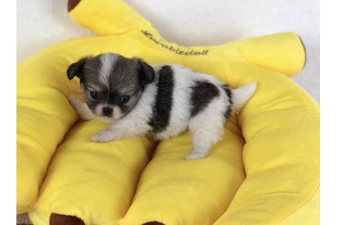 成約済の香川県のチワワ(ロングコート)-53232の3枚目